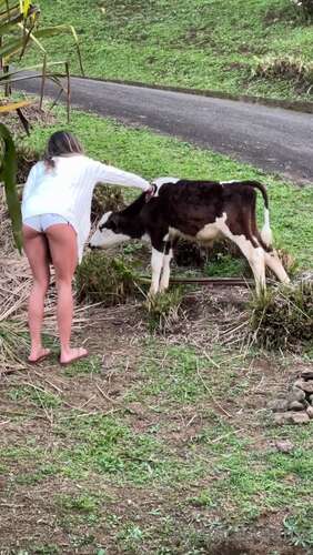 Fitbrycevip – 04 02 2022 2349460537 – I Made Friends These Are Costa Rican Cowsies As I Call Them. So Excited And So Much Fu 1920p - Cover