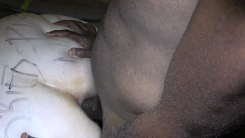 BlackpantherXXX – ANAL BBW 4 BBC 1080p - Cover