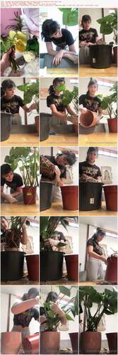 Feyafern - 02 10 2020 971614412 - Brb Trying To Save My Monstera From Dying. 1920p - Preview