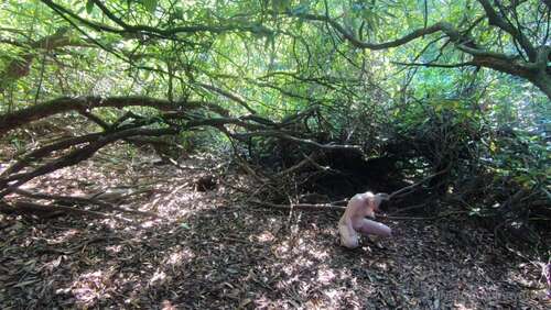 Erynrose – 21 10 2020 1073524443 – When You Re Out In The Woods And You Gotta 760p - Cover