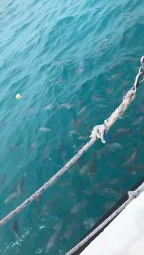 Laughinglatina – 30 08 2017 3276719 – Getting Ready To Snorkel Bet You Wish You 1280p - Cover