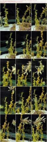 Lisamaus - 09 12 2021 2297637212 - Huhu Ihr Lieben Heute War Ich Im Ocenario De Lisboa Es War Mega Sch N Sehr Vie 1920p - Preview