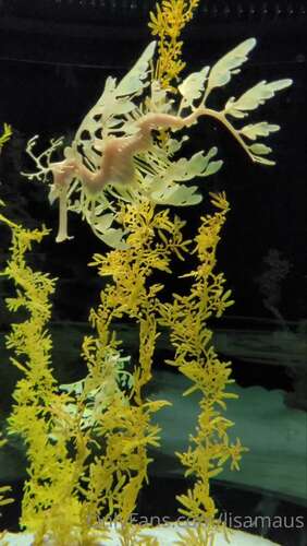 Lisamaus – 09 12 2021 2297637212 – Huhu Ihr Lieben Heute War Ich Im Ocenario De Lisboa Es War Mega Sch N Sehr Vie 1920p - Cover