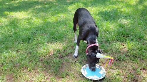 Macymeadows – 05 08 2020 650166421 – Had A Cute Birthday Party For My Pup She Got A Pool And Ate Cake. That Was My Day Yesterday Enjoy Th 1080p - Cover