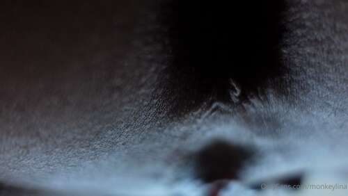 Monkeylina – 2021 01 29 2019032107 – Let Me Sit On Your Face 1080p - Cover