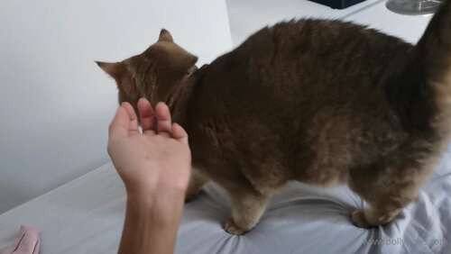 Poopea – 02 11 2020 1183097134 – Morning Confinement Mode 1080p - Cover